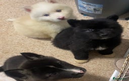 Huskita dogs for sale: Akita puppies  - Image 2