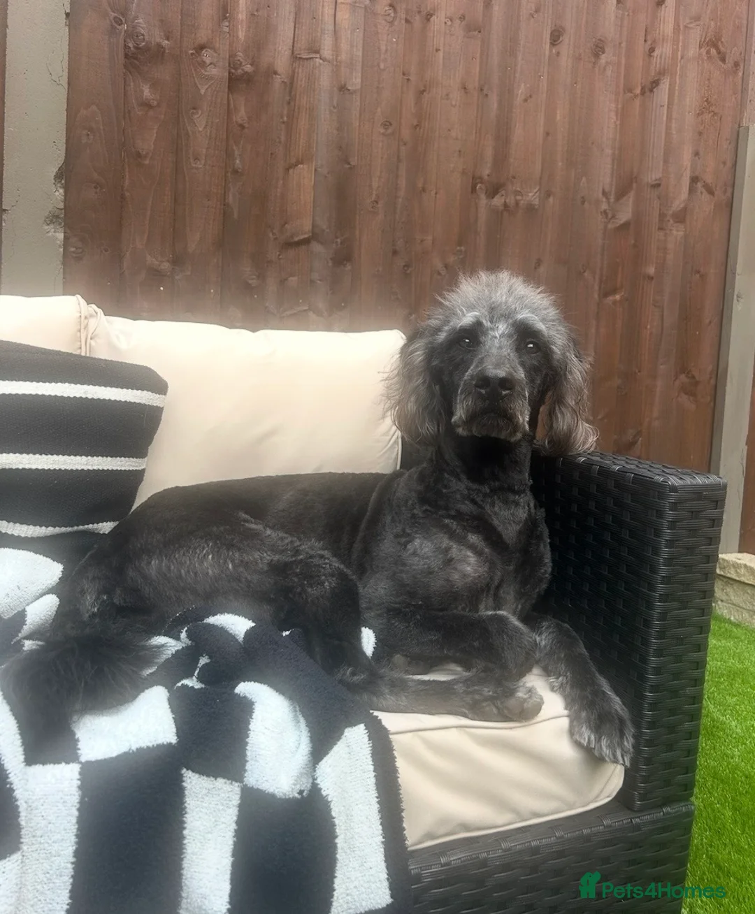 Labradoodle dogs for sale: Labradoodle rehome - Advert 5