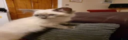 Ragdoll cats for sale: Ragdoll kittens - Advert 2