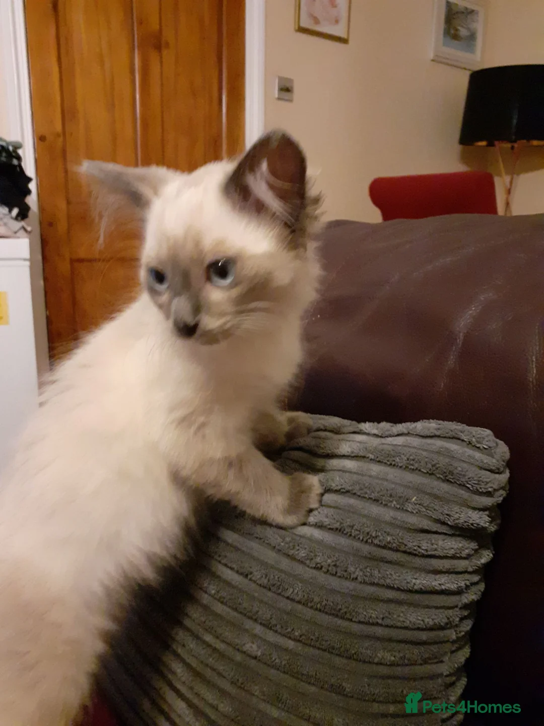 Ragdoll cats for sale: Ragdoll kittens - Advert 2