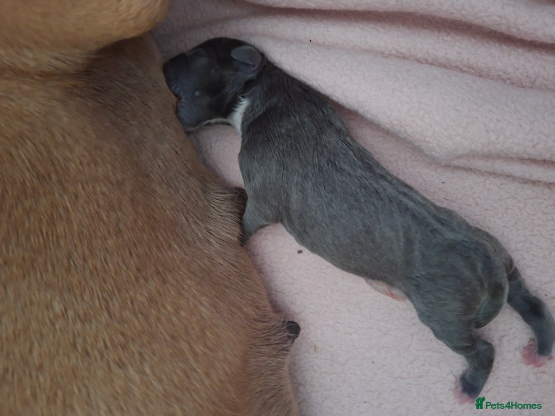 Staffordshire Bull Terrier dogs for sale: Staffy pups ready 26th august 2 brindle 3 blue - Image 15