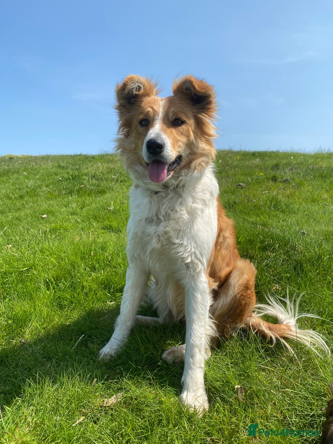 Border Collie dogs for sale: Border Collie Puppies - Advert 9