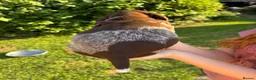 German Shorthaired Pointer dogs for sale: Dorothea and Marjorie - Advert 16