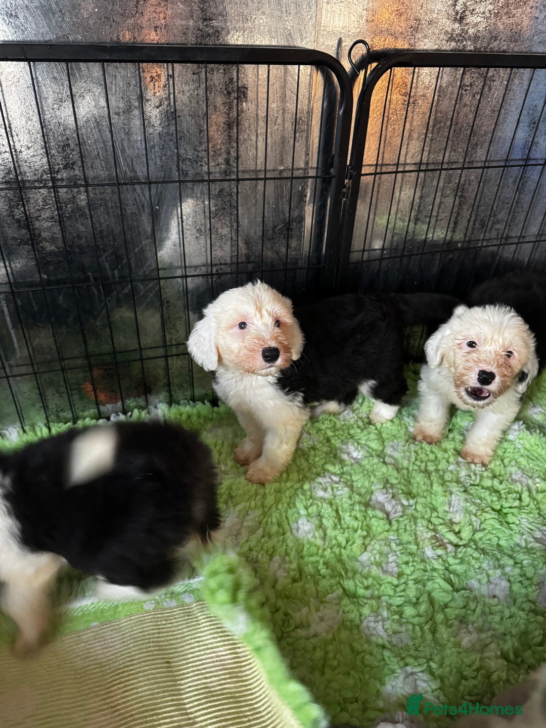 Old English Sheepdog dogs for sale: Extensively health tested KC registered OES  - Advert 15