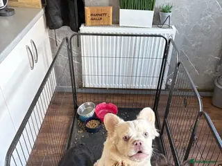 French Bulldog dogs Fluffy frenchie - Advert 3