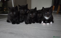 British Shorthair cats for sale: Half british shorthair kittens for sale - Image 1