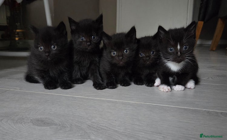 British Shorthair cats - Advert 13