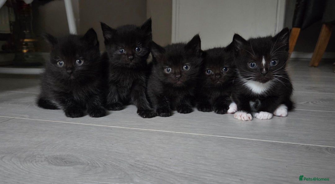 British Shorthair cats for sale: Half british shorthair kittens for sale - Image 1