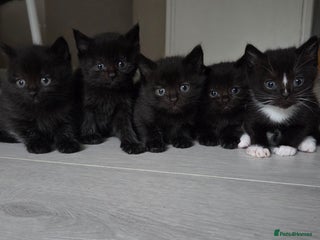 British Shorthair cats - Advert 1