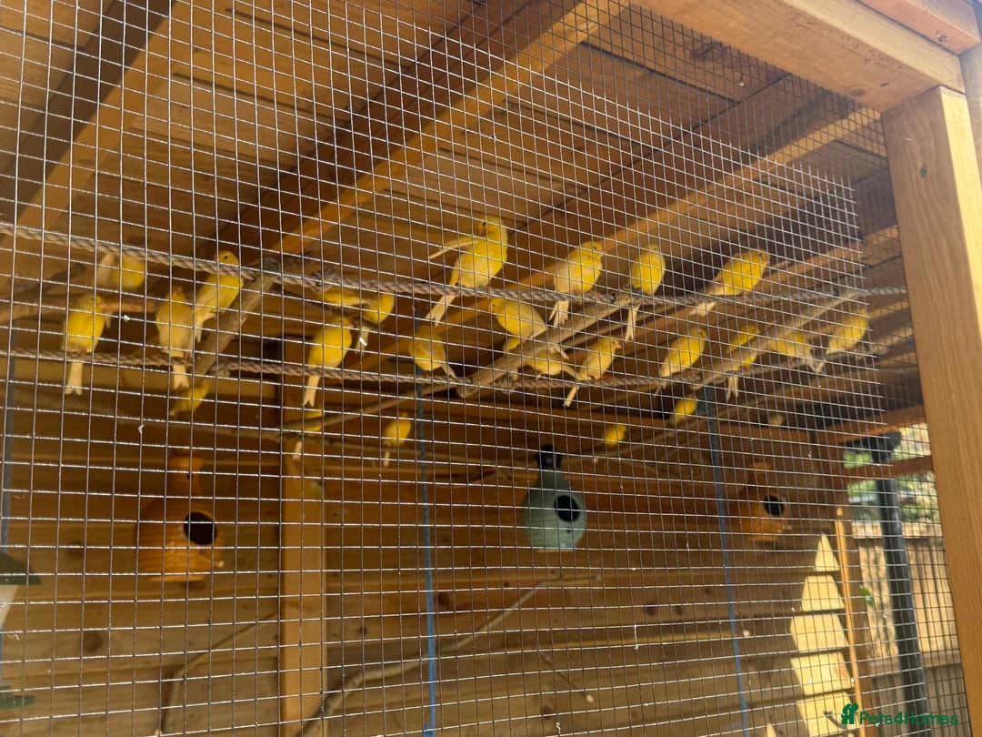 Canaries birds for sale: Waterslager canaries  in Bedford - Advert 2