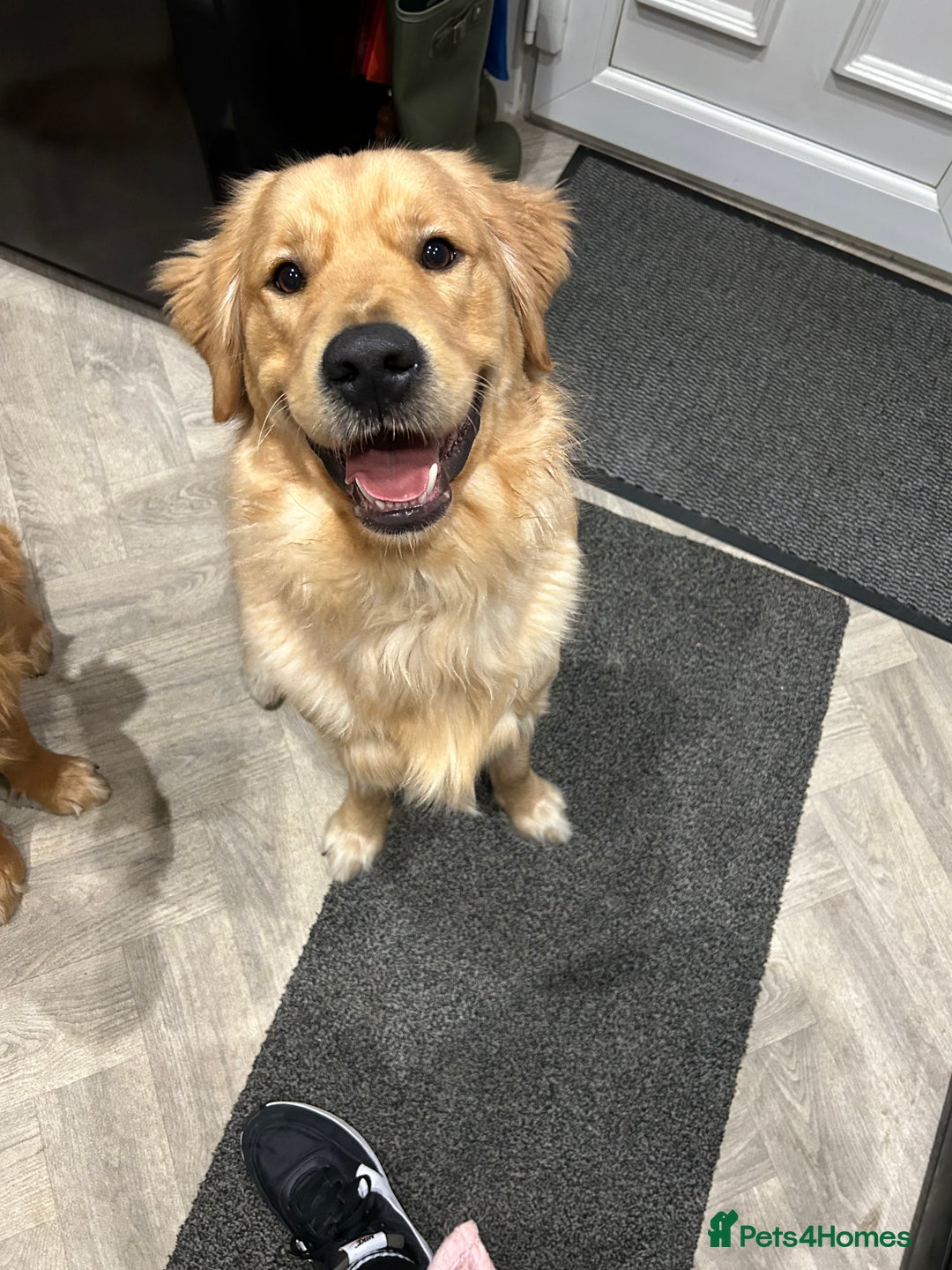 Golden Retriever dogs for sale: Two Golden retriever dogs for rehoming  - Image 2