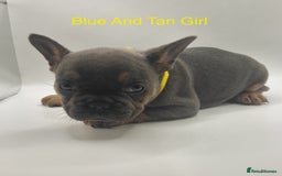 French Bulldog dogs for sale: 🏆KC Reg Blue French Bulldog Puppies – Fluffy - Image 4