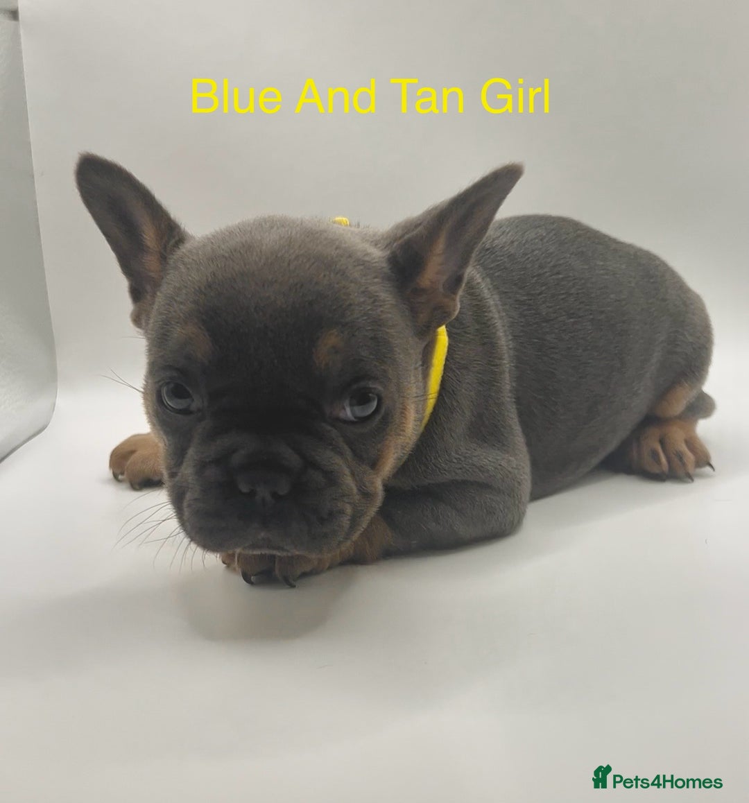French Bulldog dogs for sale: 🏆KC Reg Blue French Bulldog Puppies – Fluffy - Image 4