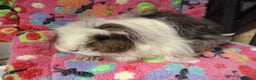 Guinea Pig rodents for sale: Baby Longhaired/ Longhaired Retired Young Adults. - Advert 25