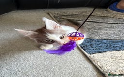 Maine Coon cats for sale: Last 2 Beautiful mc boys ready now  - Image 4