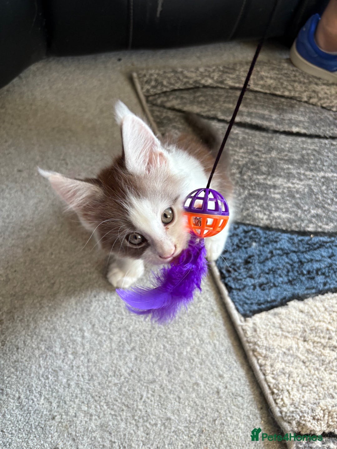 Maine Coon cats for sale: Last 2 Beautiful mc boys ready now  - Image 4