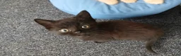 Himalayan cats for sale: Beautiful kittens  - Advert 6