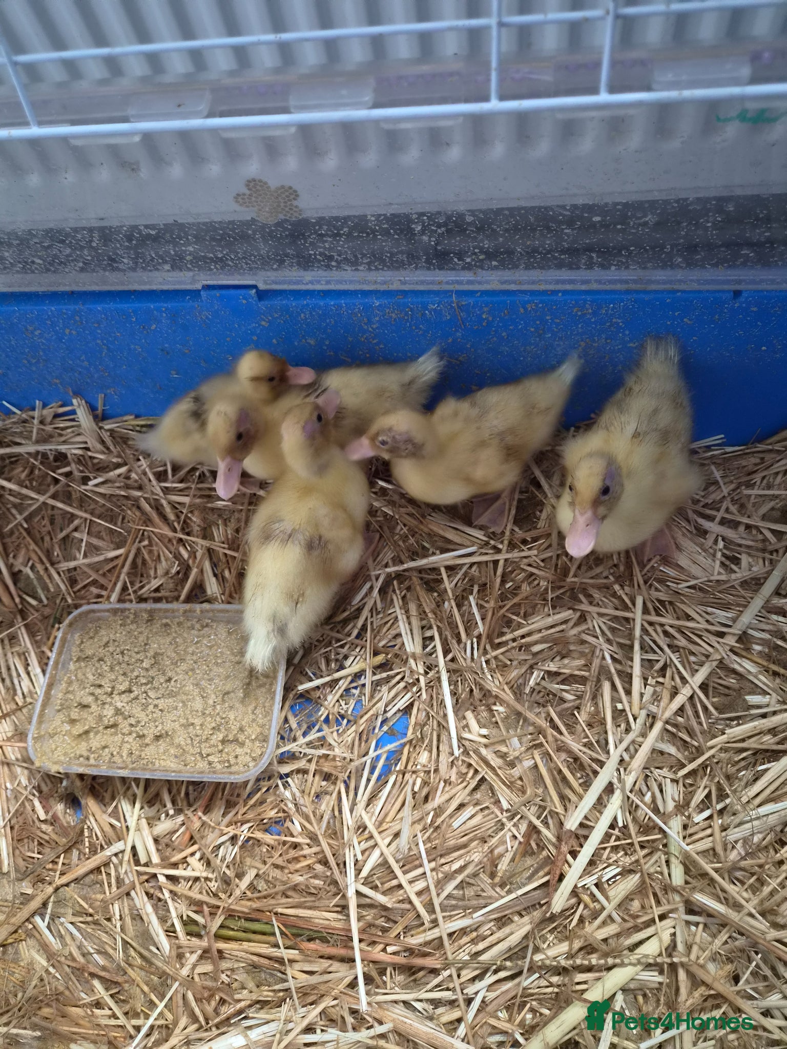 Ducks poultry for sale: 5 call ducklings for sale £30 each  in Manchester - Advert 6
