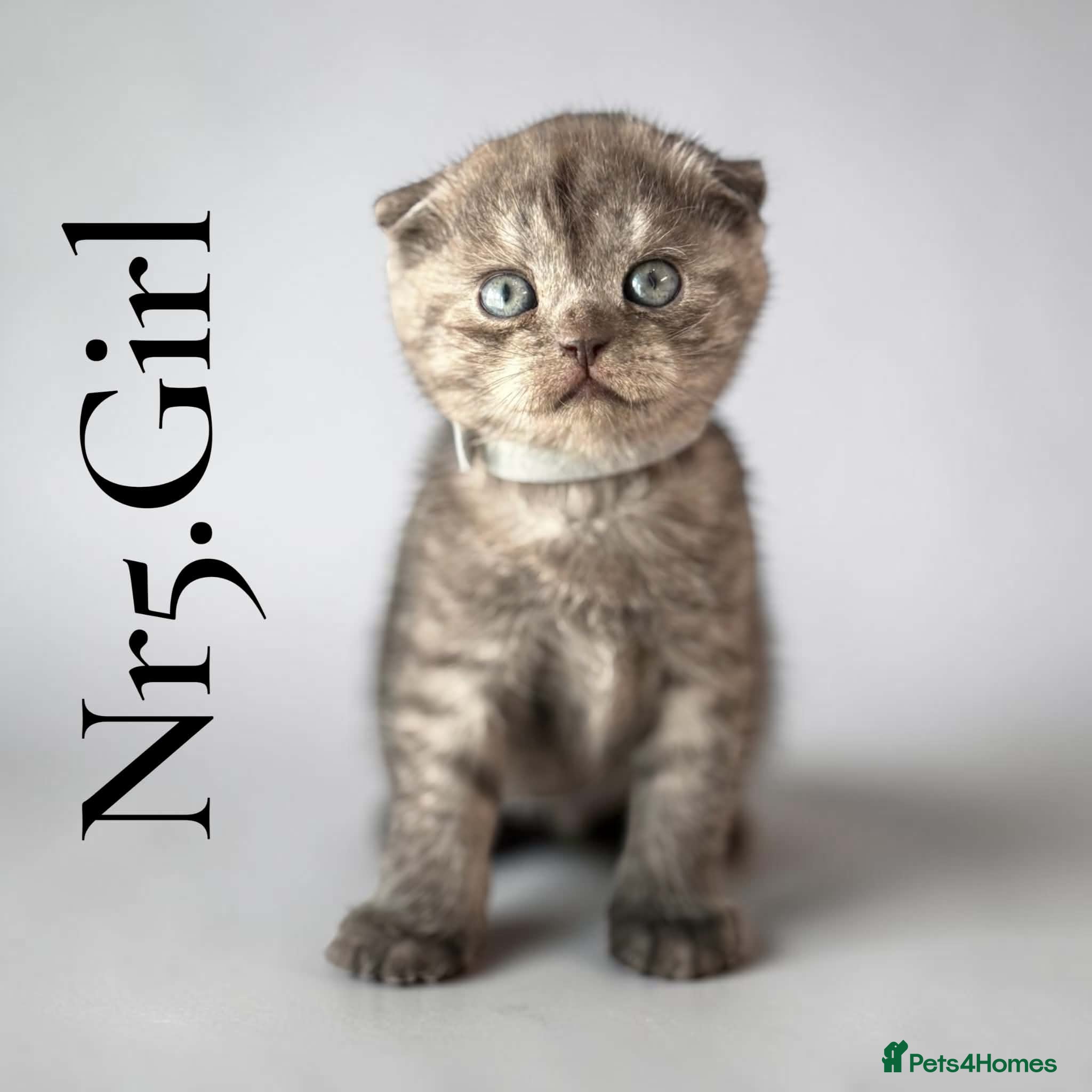 Scottish Fold cats for sale: 6 Pedigree Scottish Fold and Straight Kittens - Advert 14