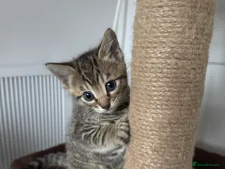 Mixed Breed cats TICA Registered Bengal x Russian Blue Kittens - Advert 4