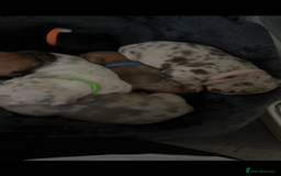 Mixed Breed dogs for sale: Beautiful pups  - Advert 7