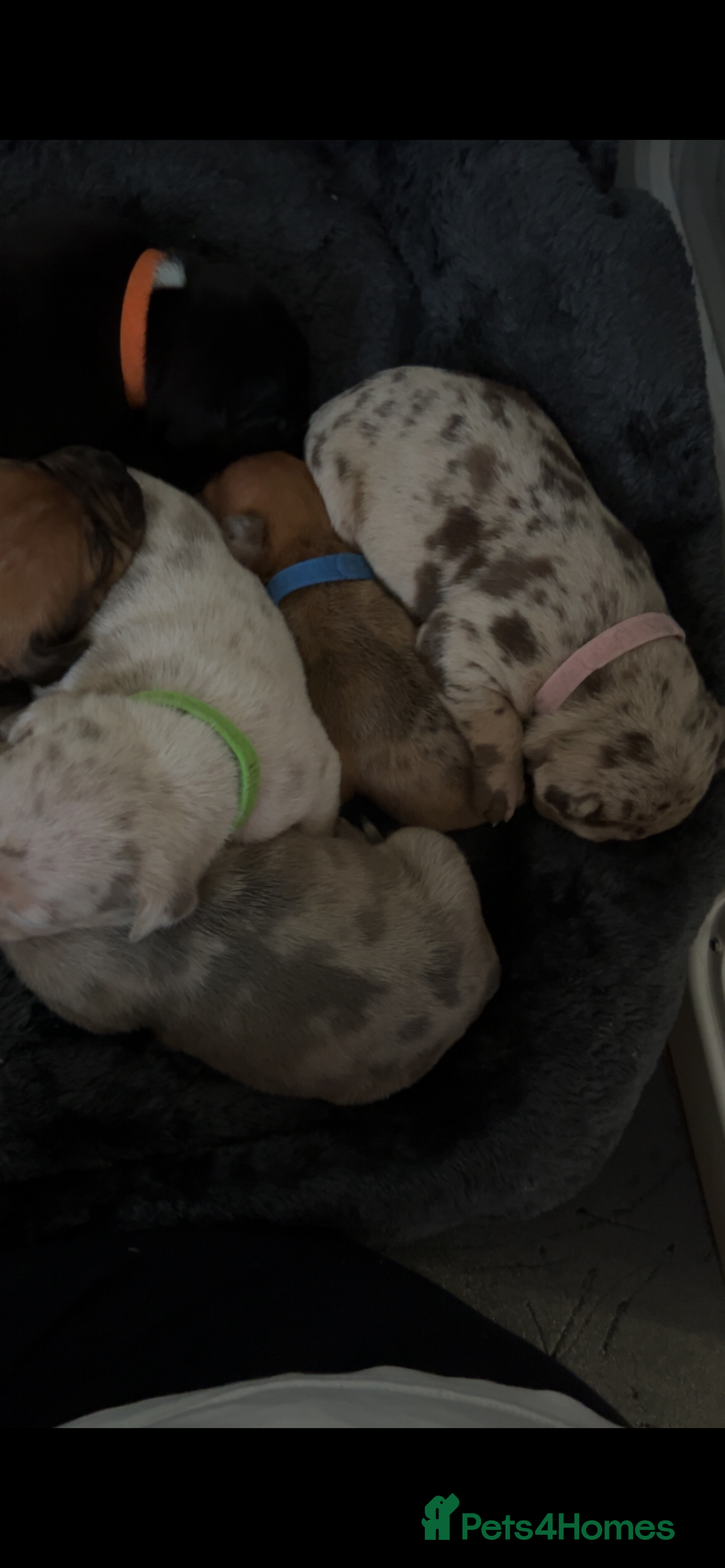 Mixed Breed dogs for sale: Beautiful pups  - Advert 7