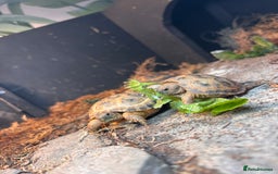 Tortoise reptiles for sale: Two baby horsefield tortoise for sale  - Image 2