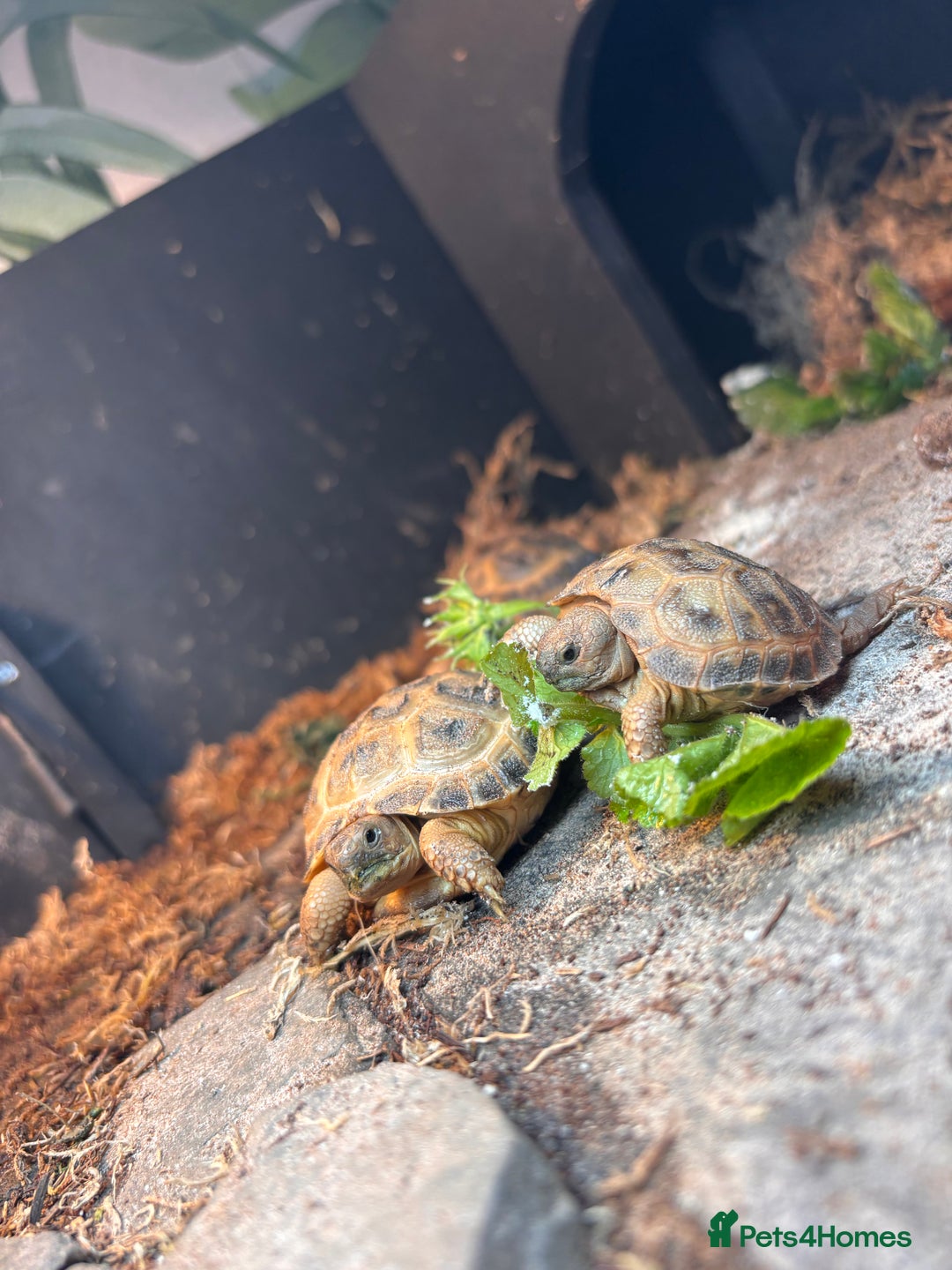 Tortoise reptiles for sale: Two baby horsefield tortoise for sale  - Image 2