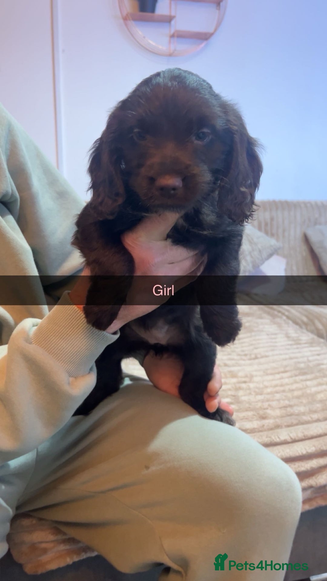 Mixed Breed dogs for sale: 6 Beautiful Sprockerpoos for sale - Advert 5