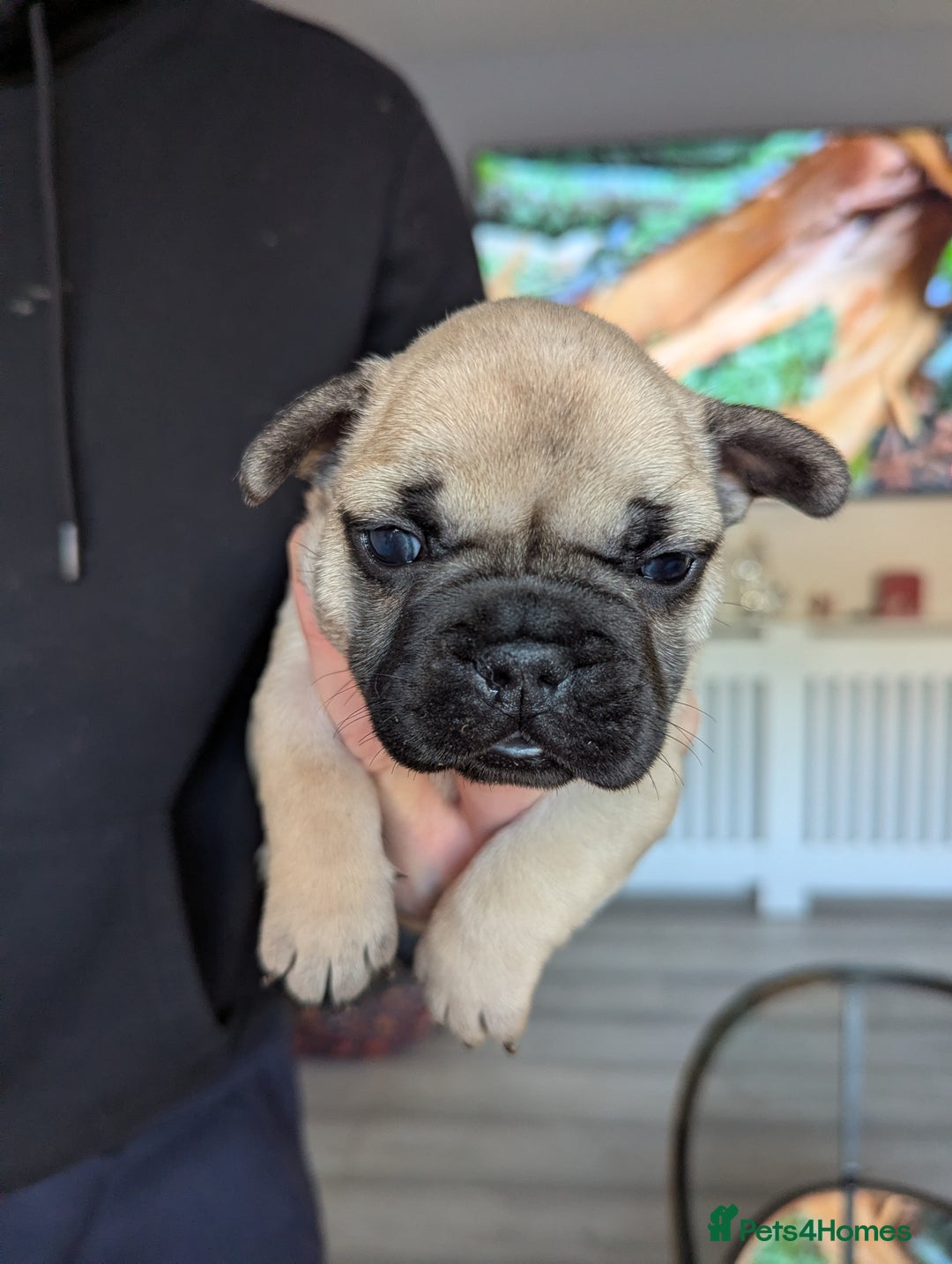French Bulldog dogs for sale: French bulldog puppies for sale - Advert 4