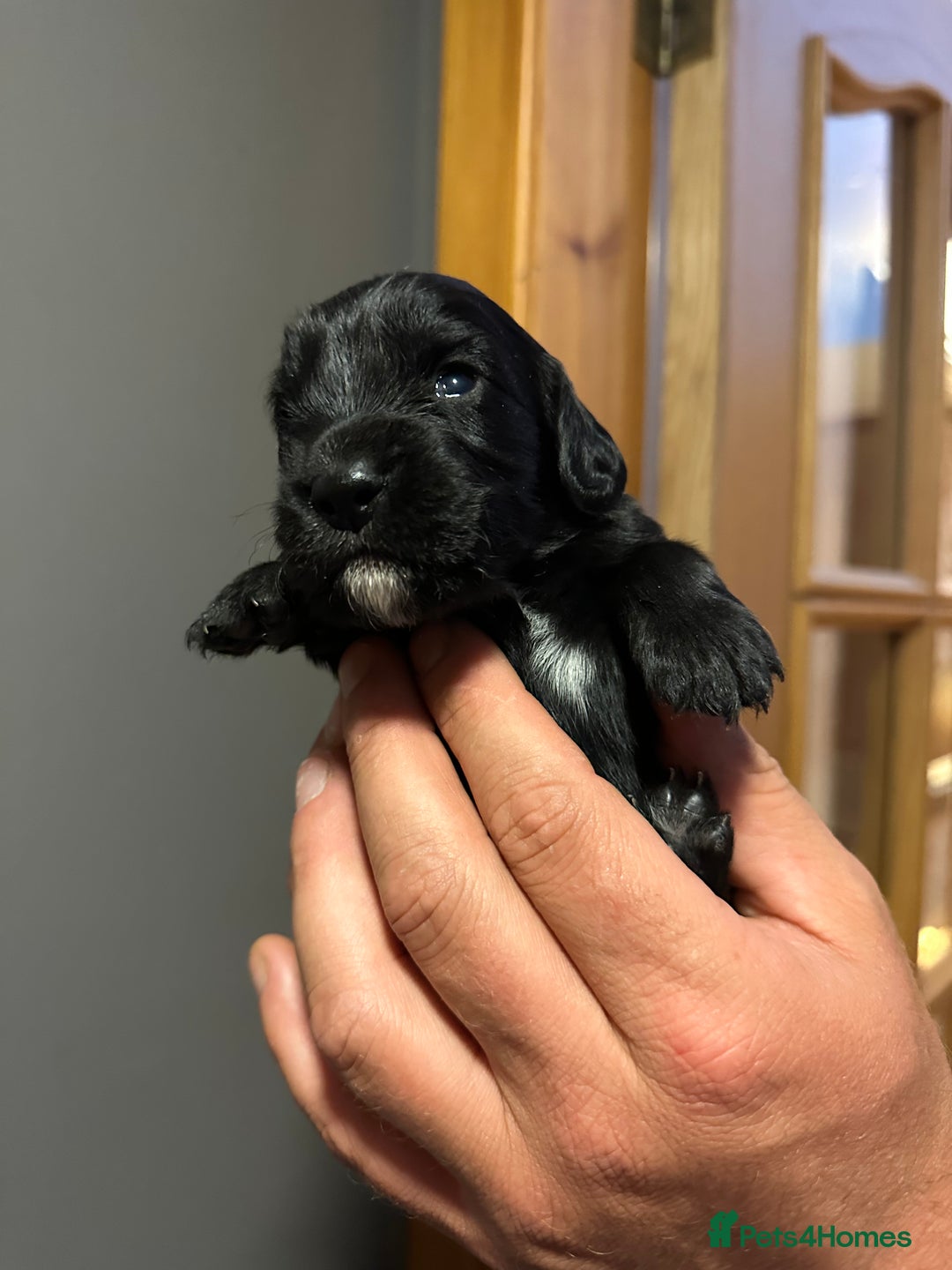Cocker Spaniel dogs for sale: Kennel Club reg’d Cocker Puppies - Image 18