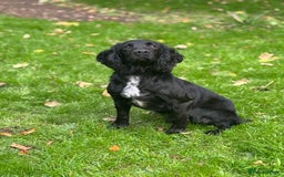 Cocker Spaniel dogs for stud: Field Trial Winner Stud (Proven)  - Image 1