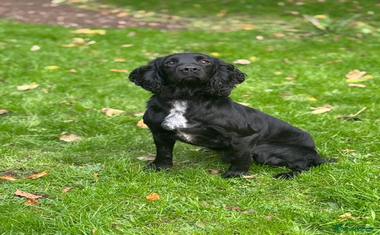Cocker Spaniel dogs - Advert 1