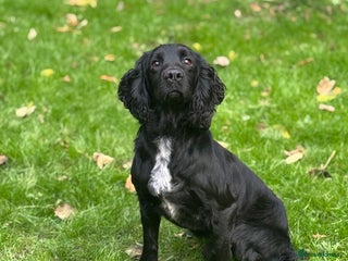 Cocker Spaniel dogs - Advert 4