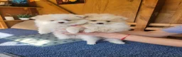 Pomeranian dogs for sale: Pomeranian Puppies in Hayes - Advert 4