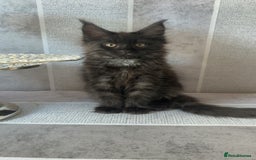 Maine Coon cats for sale: black smoke female  - Image 21