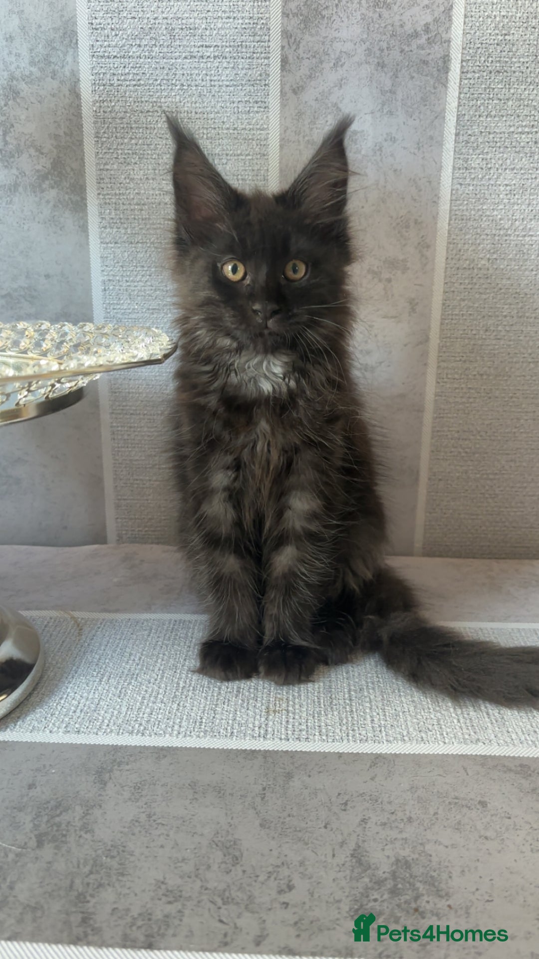Maine Coon cats for sale: black smoke female  - Image 21