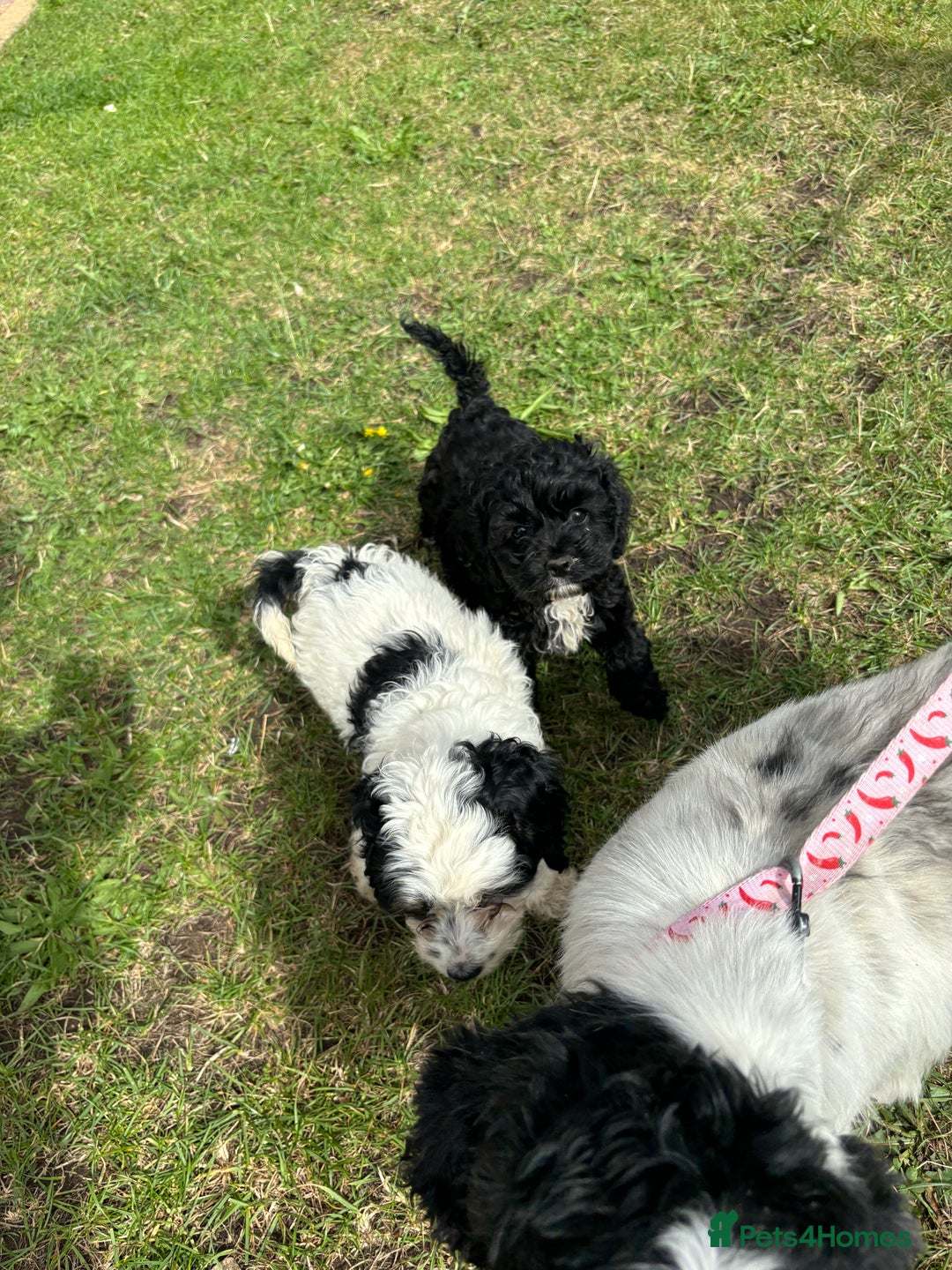 Cockapoo dogs for sale: AMERICAN COCKAPOO PUPPIES FOR SALE  - Image 7