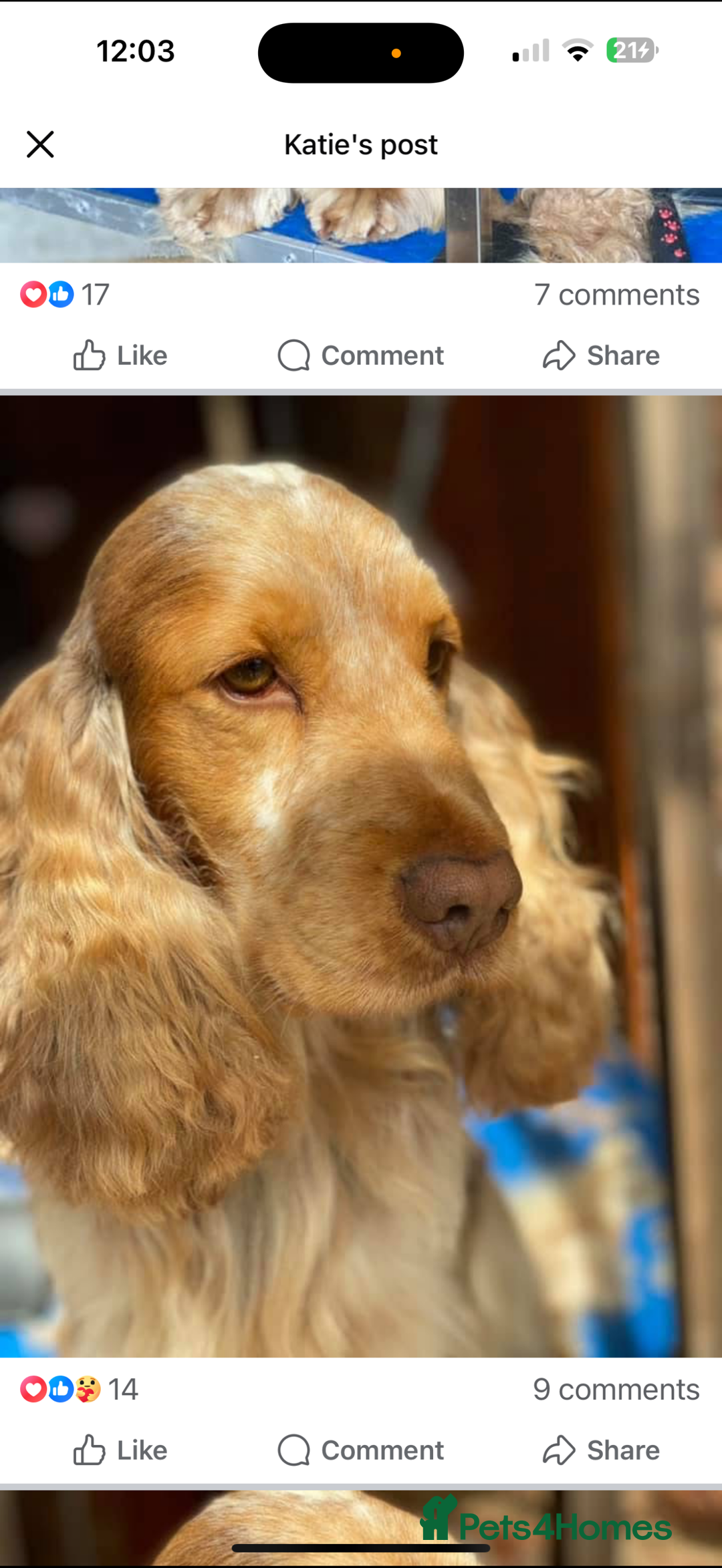 Cocker Spaniel dogs for sale: Outstanding Show cocker spaniels  - Image 14