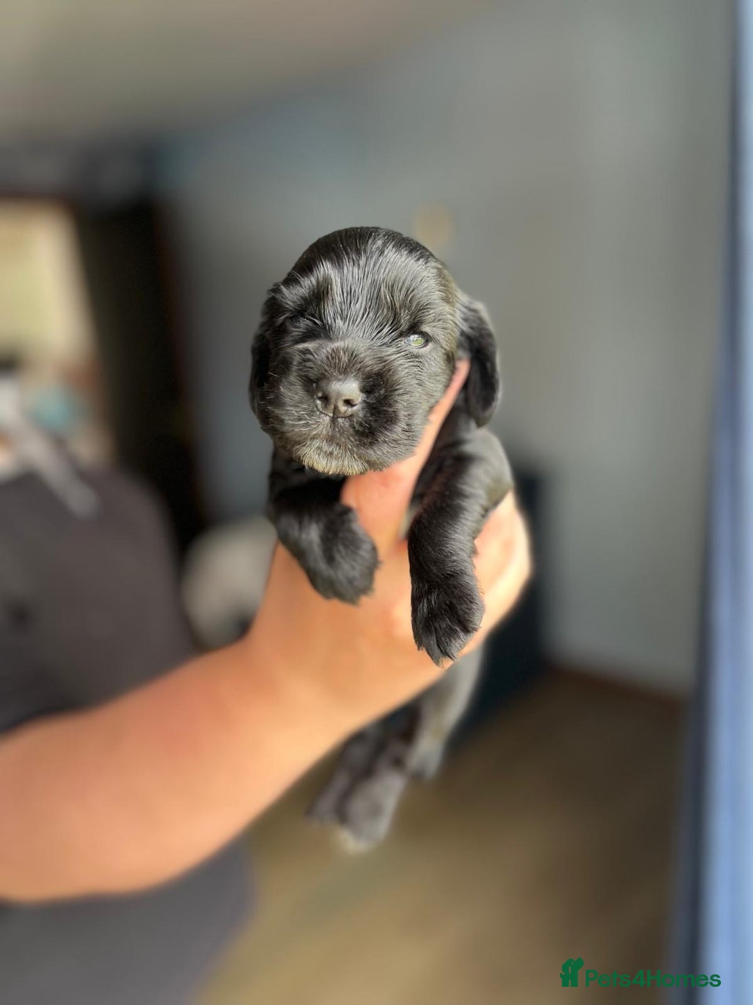 Cocker Spaniel dogs for sale: 5 Pedigree KC Show Cocker Spaniels - Image 3