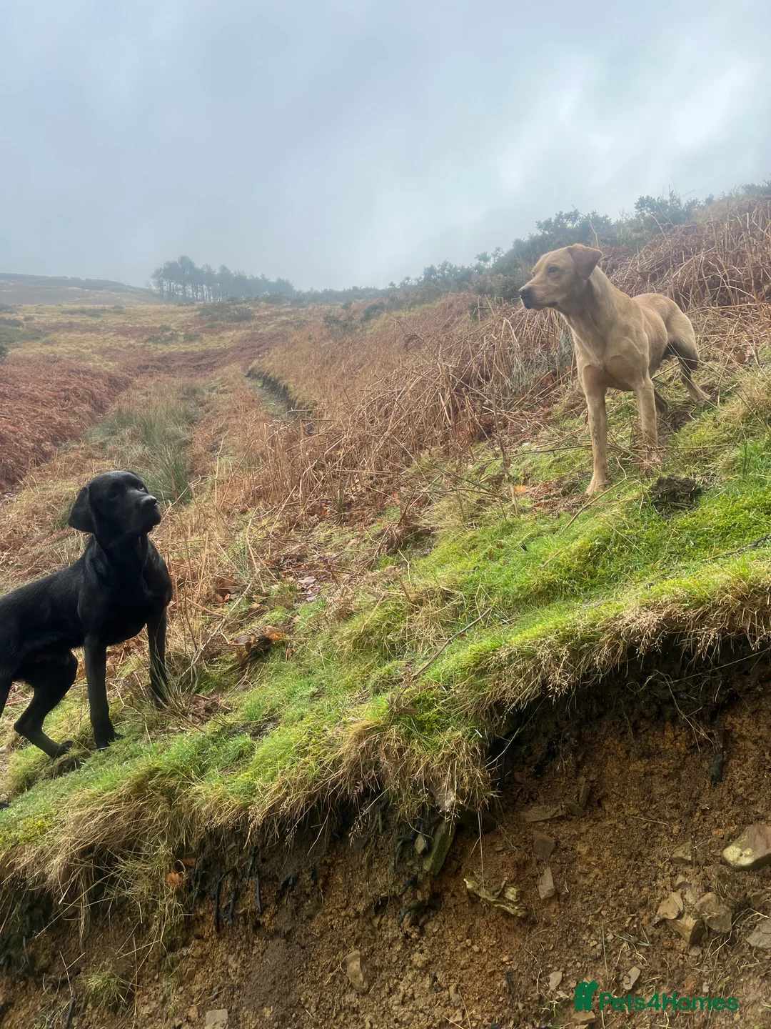Labrador Retriever dogs for stud: KC & FULLY HEALTH TESTED DOG  in Holmfirth - Advert 6