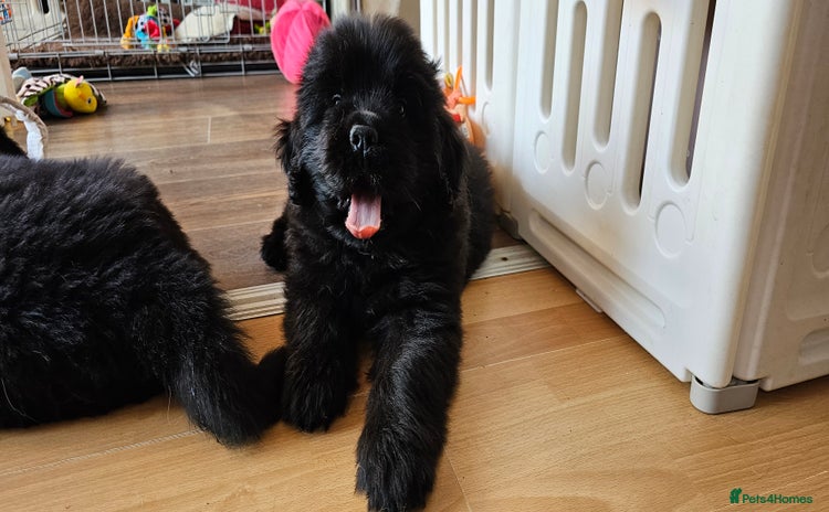 Newfoundland dogs Outstanding Newfoundland babies  - Advert 6