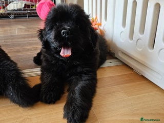 Newfoundland dogs Outstanding Newfoundland babies - Advert 18