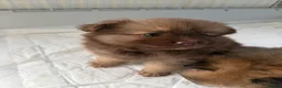 Pomeranian dogs for sale: Pomeranian puppy’s  - Advert 4