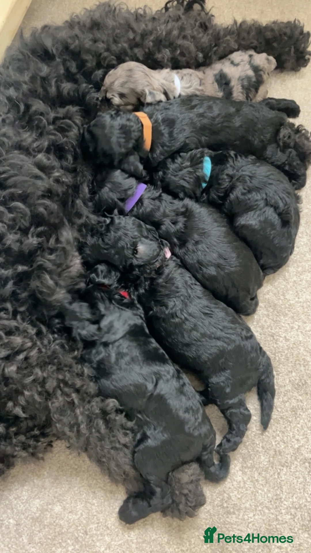 Cockapoo dogs for sale: Beautiful F1b cockapoo pups - Advert 1