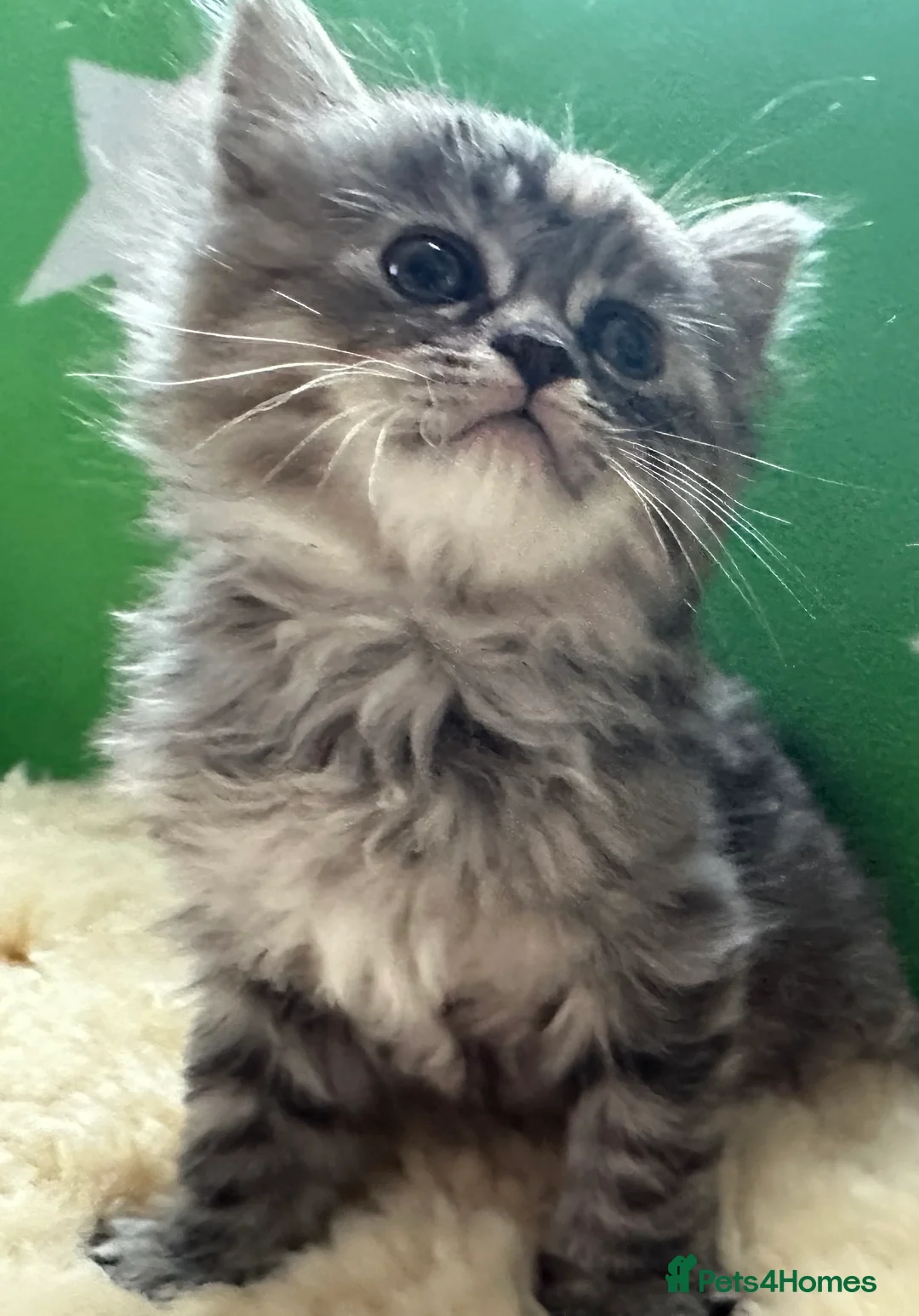 Perdoll cats for sale: ✨ Stunning & Rare Persian x Ragdoll  ✨  in London - Advert 2