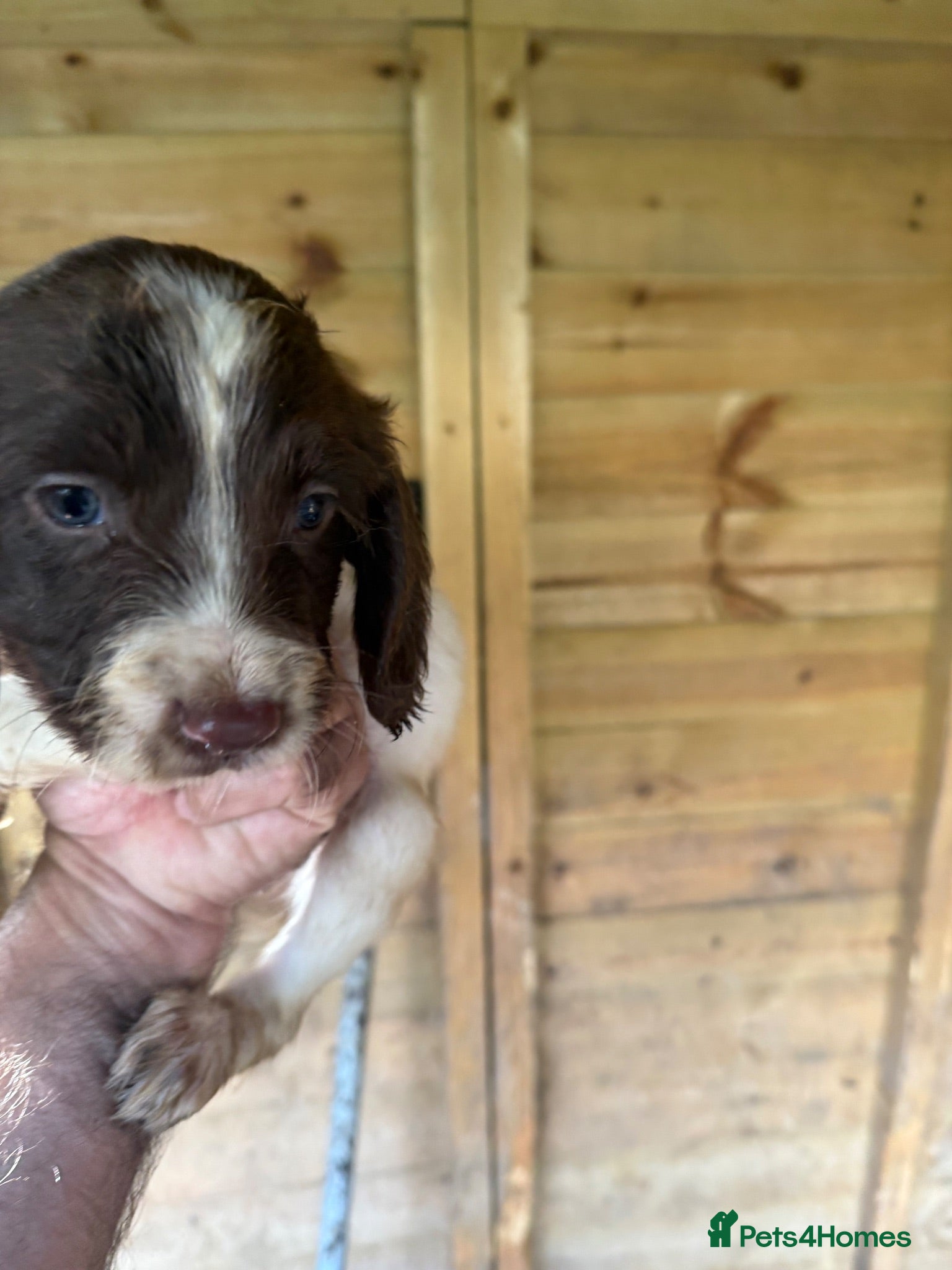 English Springer Spaniel dogs Parents KC registered FTCH line pups - Advert 2