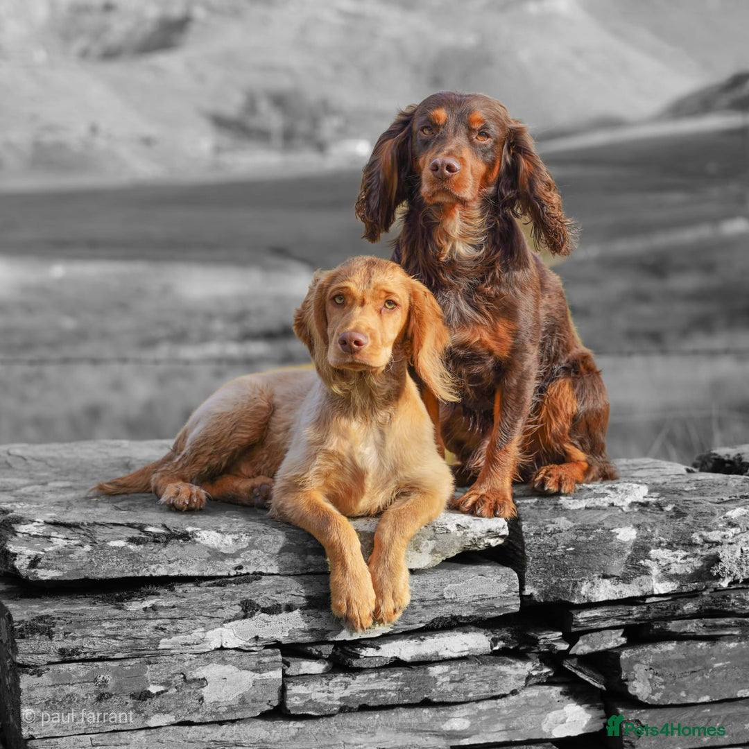 Cocker Spaniel dogs for stud: Cocker for stud in Polegate - Advert 4