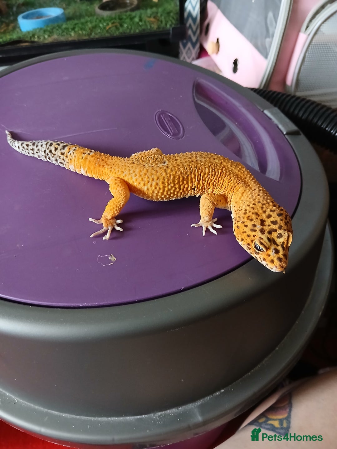 Leopard Gecko reptiles for sale: Baby's leopard geckos  in Rochester - Image 22