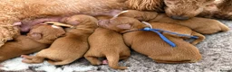 Cavapoo dogs for sale: 🧸F1 cavapoo temperament&health tested Kc parent🐻 - Advert 4